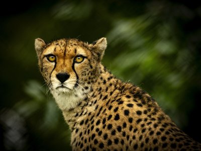 Cheetah