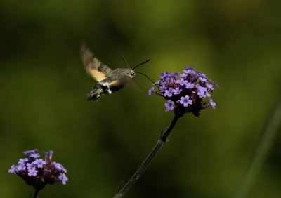Humming Bird Moth