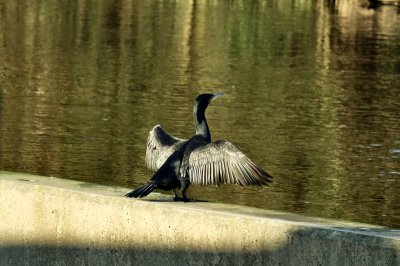 Cormorant