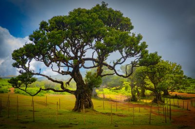 Fanal Forest