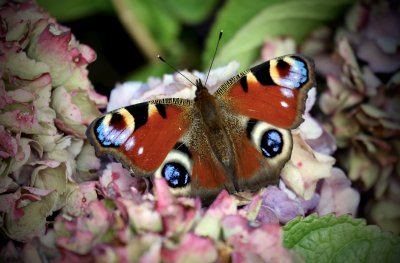 Peacock Butterfly