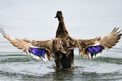 Splash landing