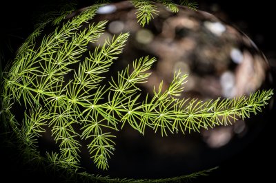 Encircled