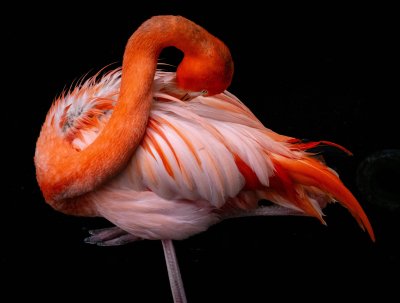 Flamingo